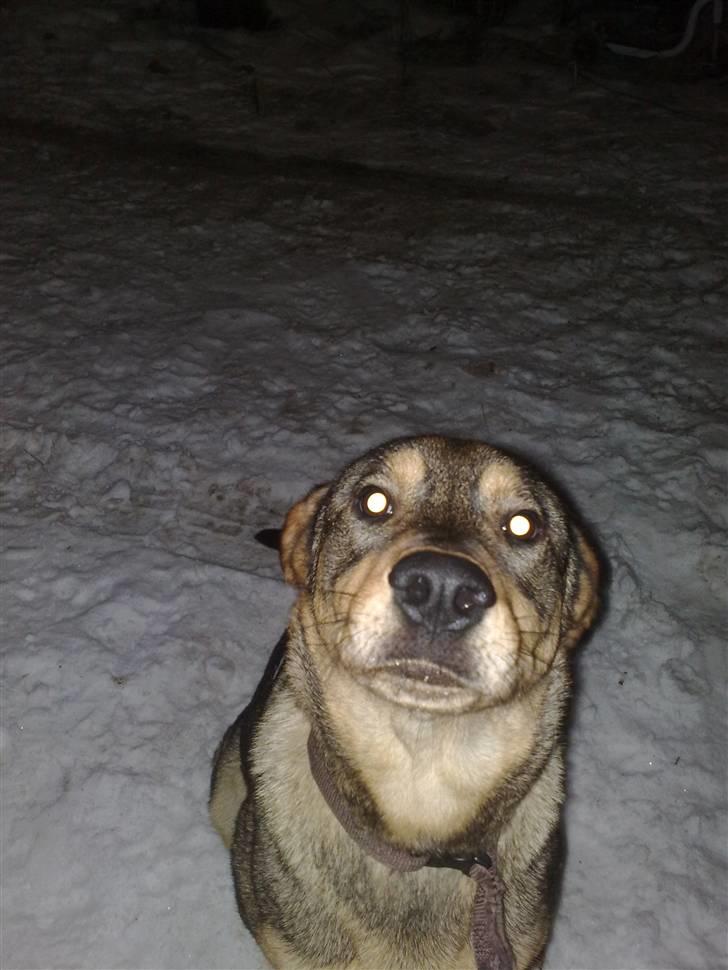 Blanding af racer Mille billede 4