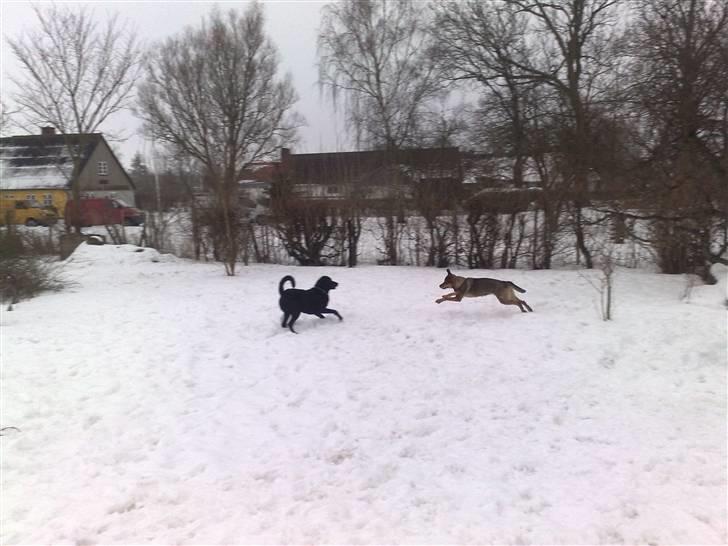 Blanding af racer Mille billede 5