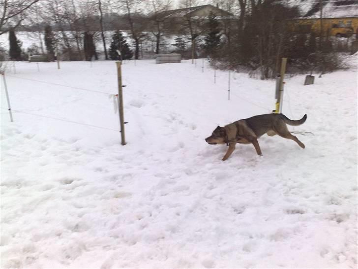 Blanding af racer Mille billede 6