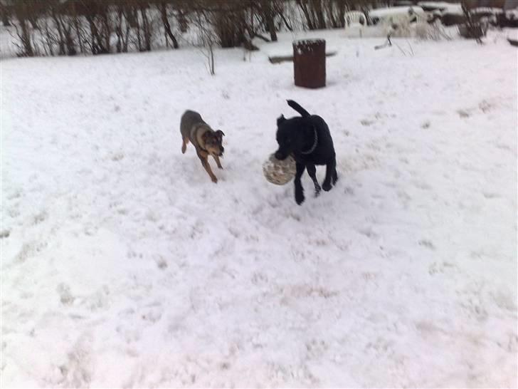 Blanding af racer Mille billede 7