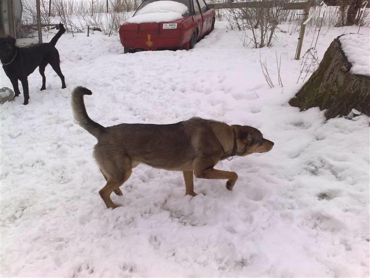 Blanding af racer Mille billede 8