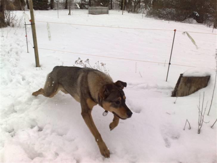 Blanding af racer Mille billede 9