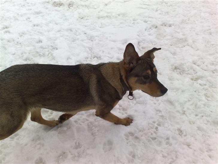 Blanding af racer Mille billede 10