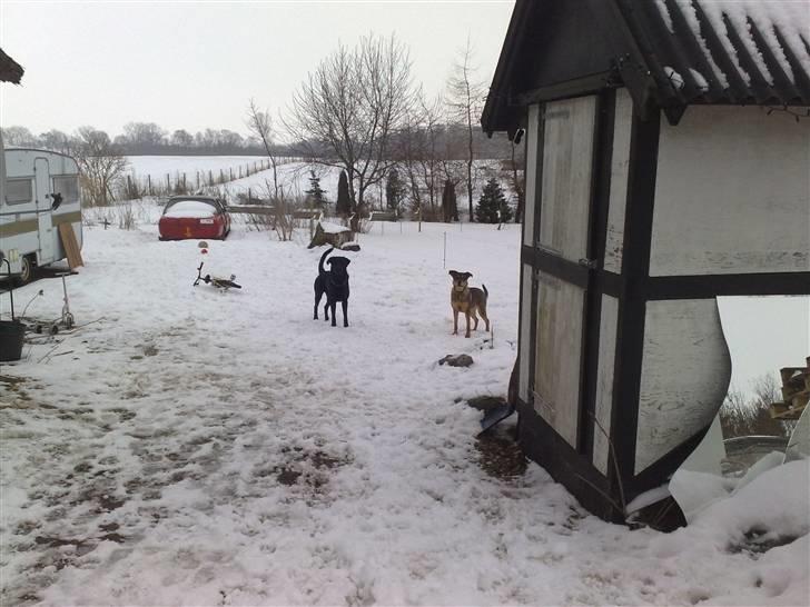 Blanding af racer Mille billede 11