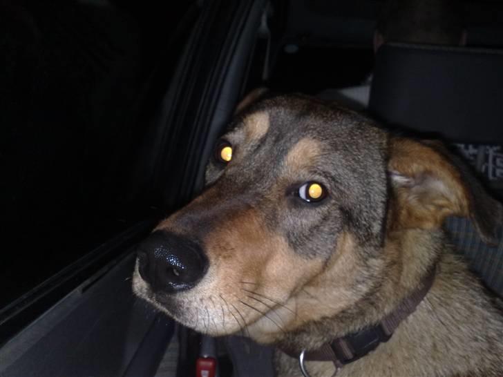 Blanding af racer Mille billede 12