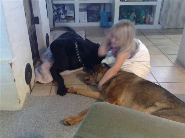 Blanding af racer Mille billede 13