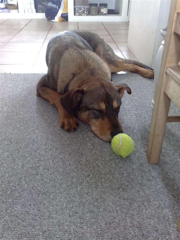 Blanding af racer Mille billede 14