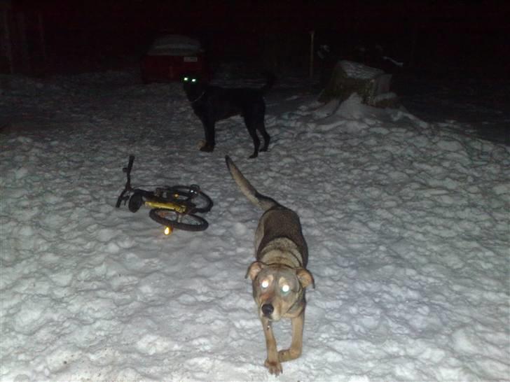 Blanding af racer Mille billede 15