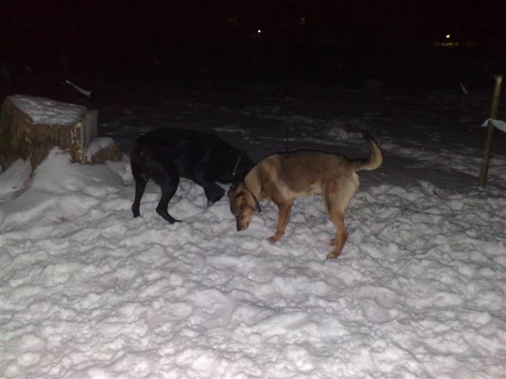 Blanding af racer Mille billede 16