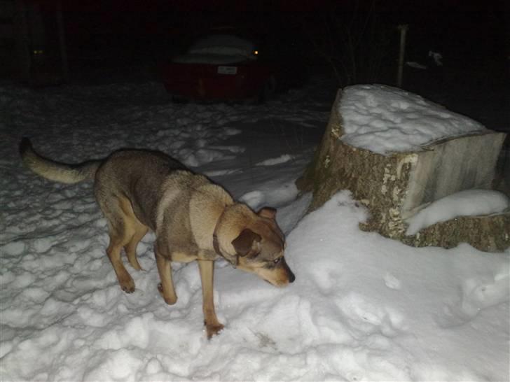 Blanding af racer Mille billede 17