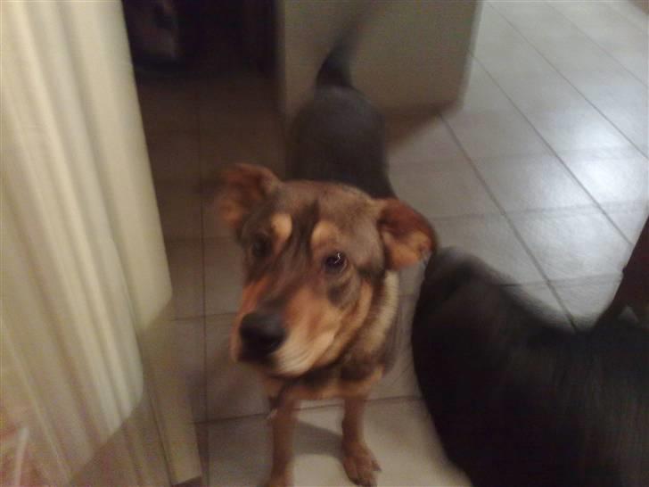 Blanding af racer Mille billede 18