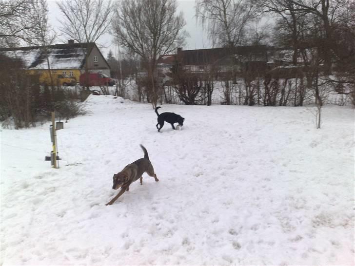 Blanding af racer Mille billede 19