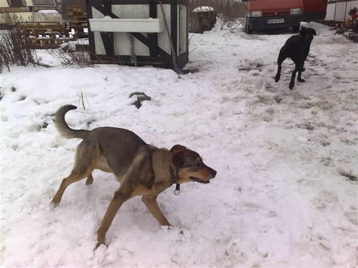 Blanding af racer Mille billede 20