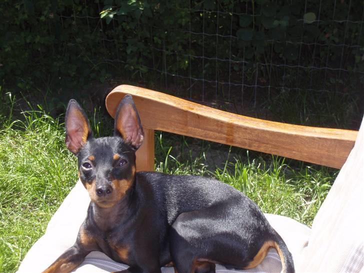 Dvaergpinscher Rødkildes Nickie - Juni 2009 billede 15