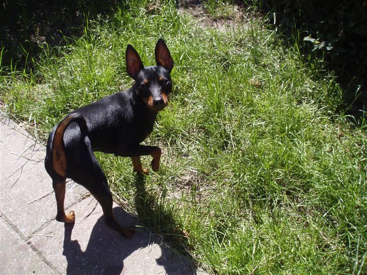 Dvaergpinscher Rødkildes Nickie - Juni 2009 billede 16