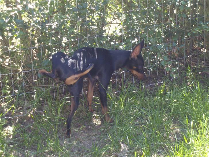 Dvaergpinscher Rødkildes Nickie - Juni 2009 billede 17