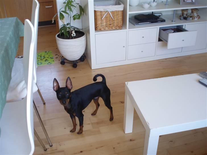 Dvaergpinscher Rødkildes Nickie - Juni 2009 billede 18