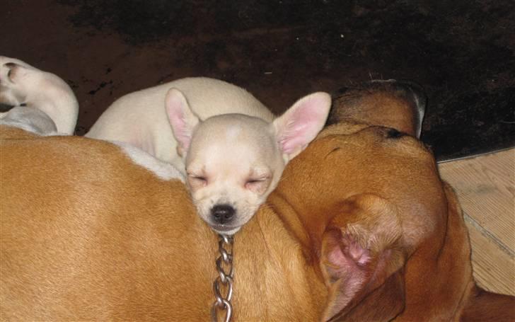 Chihuahua -.::.PaYa.::. billede 7