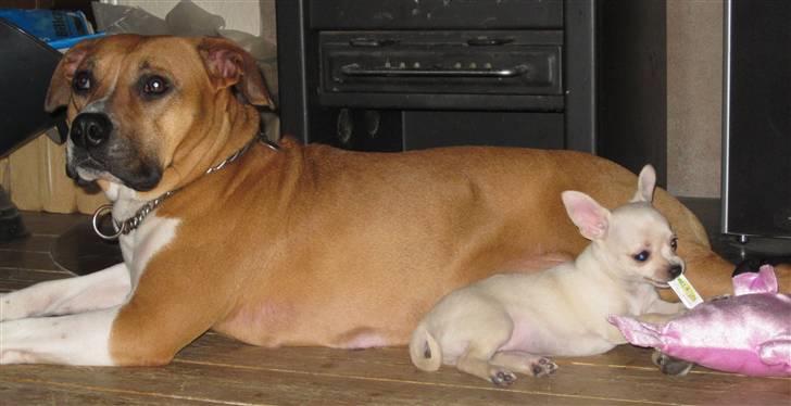 Chihuahua -.::.PaYa.::. billede 8