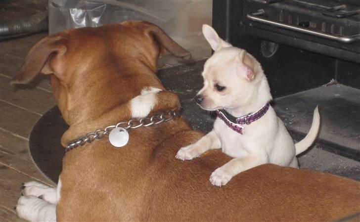 Chihuahua -.::.PaYa.::. billede 9