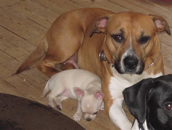 Chihuahua -.::.PaYa.::. billede 10