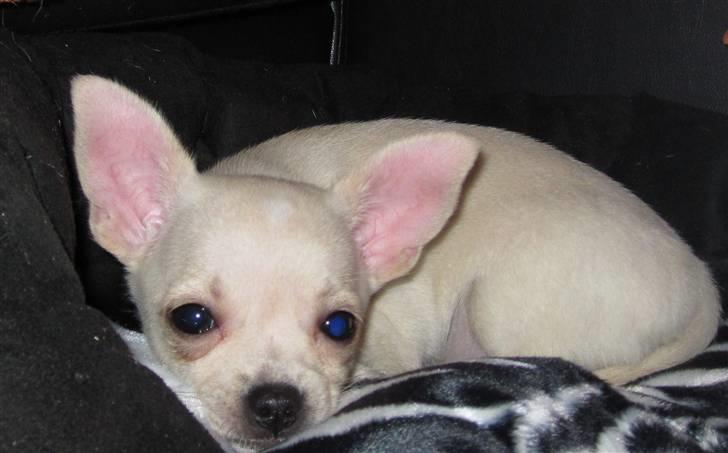 Chihuahua -.::.PaYa.::. billede 11