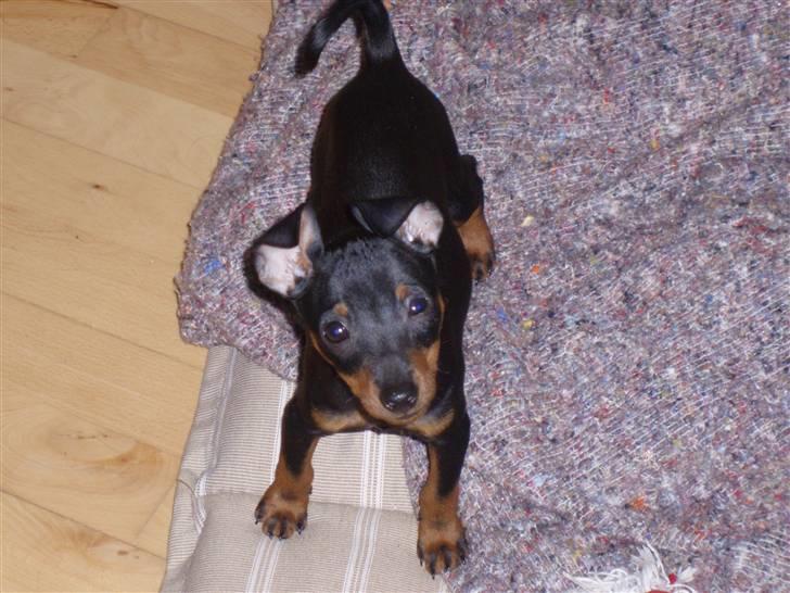 Dvaergpinscher Rødkildes Nickie - Juli 2008 billede 19