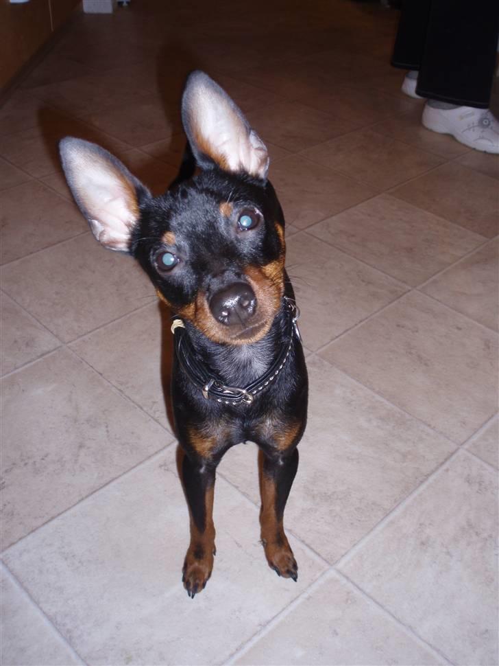 Dvaergpinscher Rødkildes Nickie - December 2008 billede 20