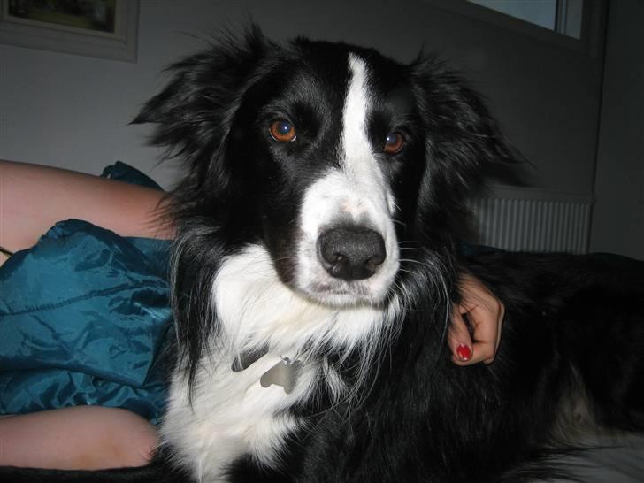 Border collie Rex  - Han kom altid ind og vækkede mig om morgenen :p elskede den hund!  billede 15