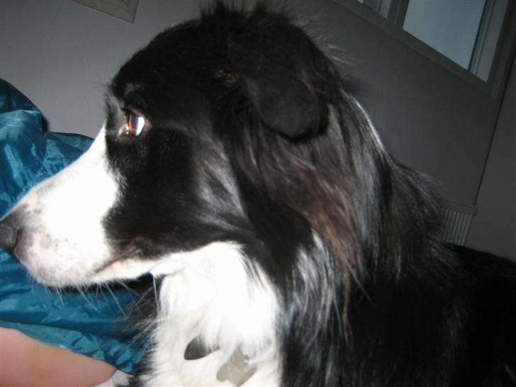 Border collie Rex  billede 16