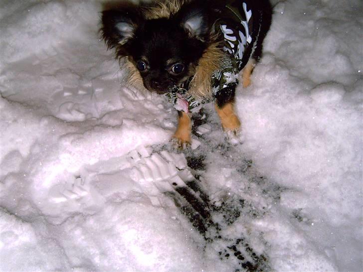 Chihuahua Kiwi - puhaa sne.. billede 10