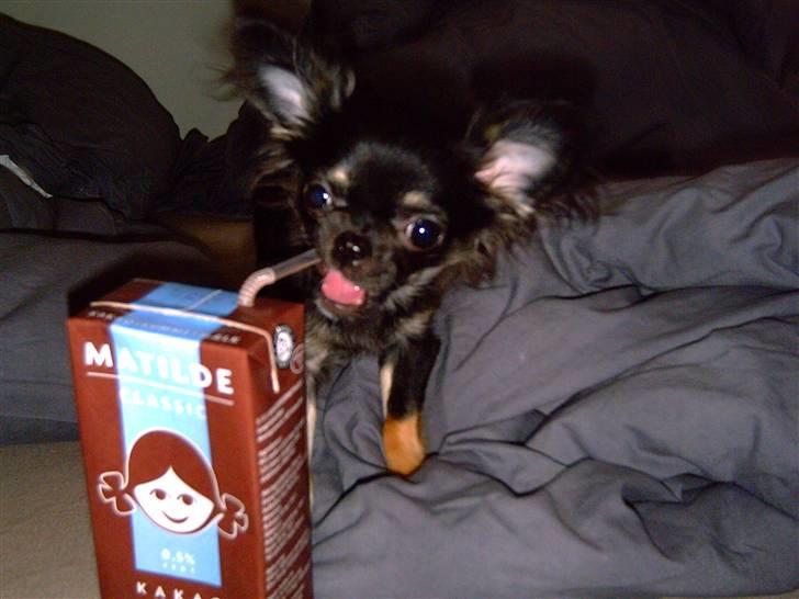 Chihuahua Kiwi - kakao er bare dejligt syntes hun billede 11