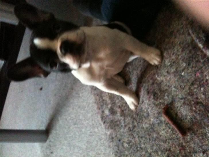 Fransk bulldog Bibbii billede 8
