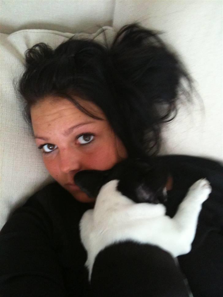 Fransk bulldog Bibbii billede 9