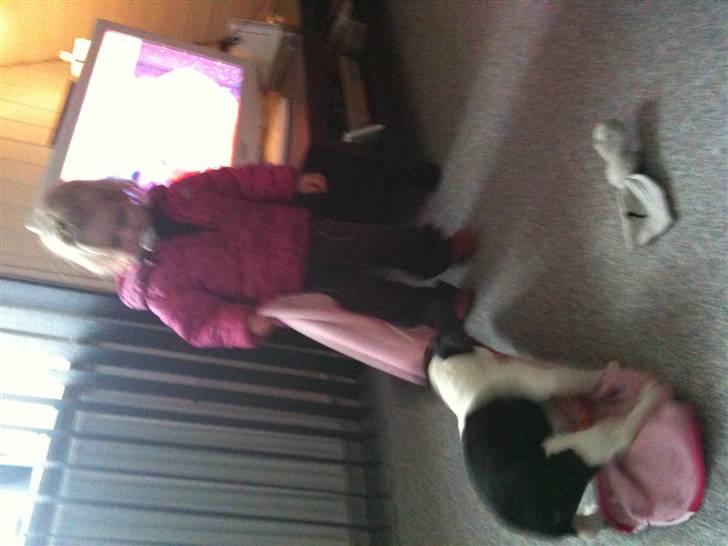 Fransk bulldog Bibbii billede 10