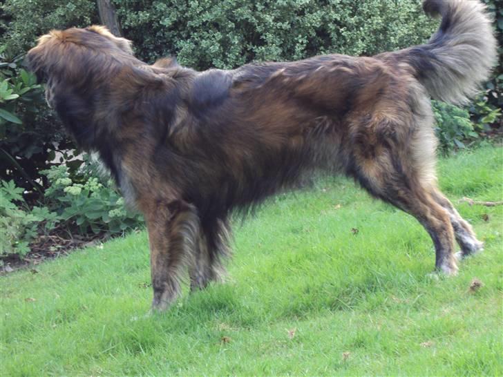 Blanding af racer Buster billede 8