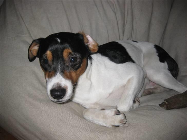 Dansk svensk gaardhund Futte billede 1