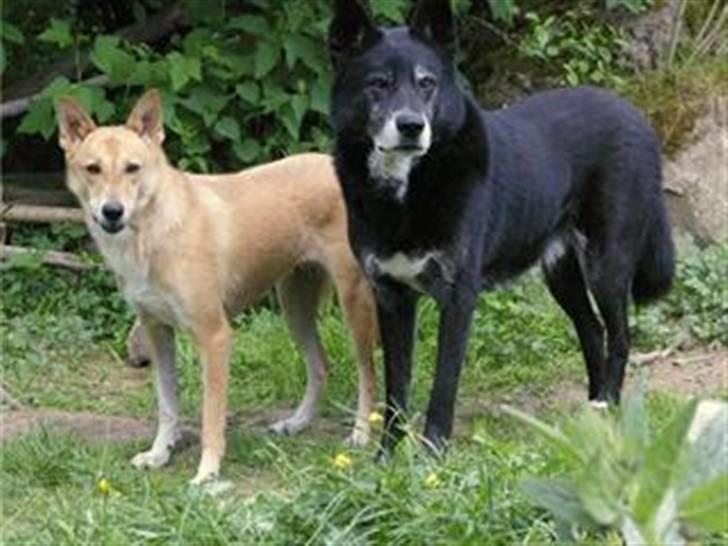 Canaanhund Ian<3 altid elsket... - Den sorte er Ian`s far. billede 13