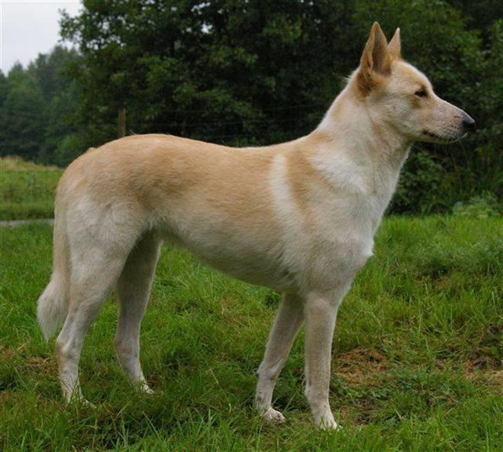 Canaanhund Ian<3 altid elsket... - Ian`s mor billede 14