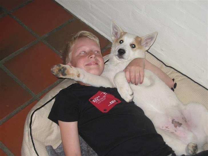 Canaanhund Ian<3 altid elsket... - Bette Ian og Rasmus hviler sig billede 15