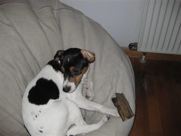 Dansk svensk gaardhund Futte billede 2