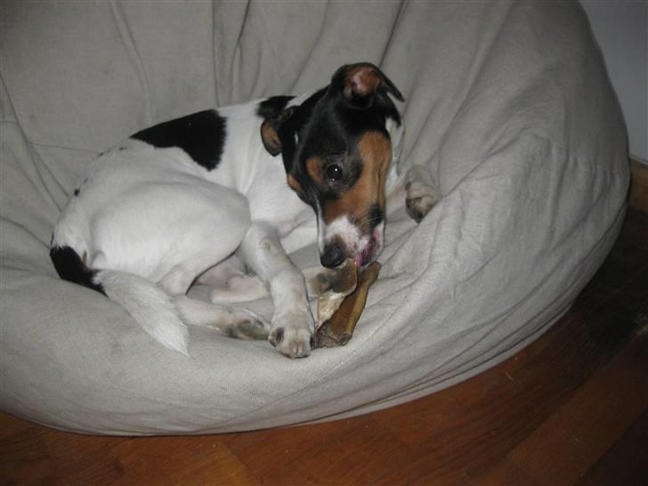 Dansk svensk gaardhund Futte billede 3