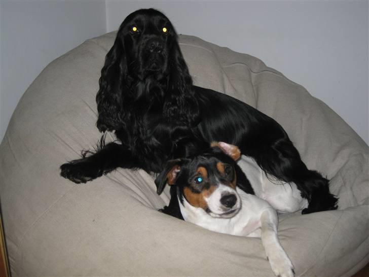 Dansk svensk gaardhund Futte billede 4