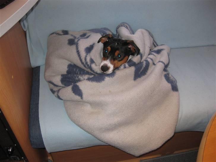 Dansk svensk gaardhund Futte billede 5