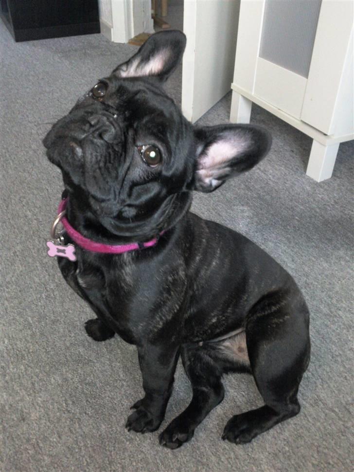 Fransk bulldog Norah - Nyeste billede. 19-2-10 billede 2