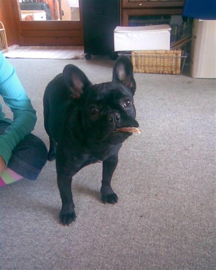 Fransk bulldog Norah - Sommer 2009 billede 3
