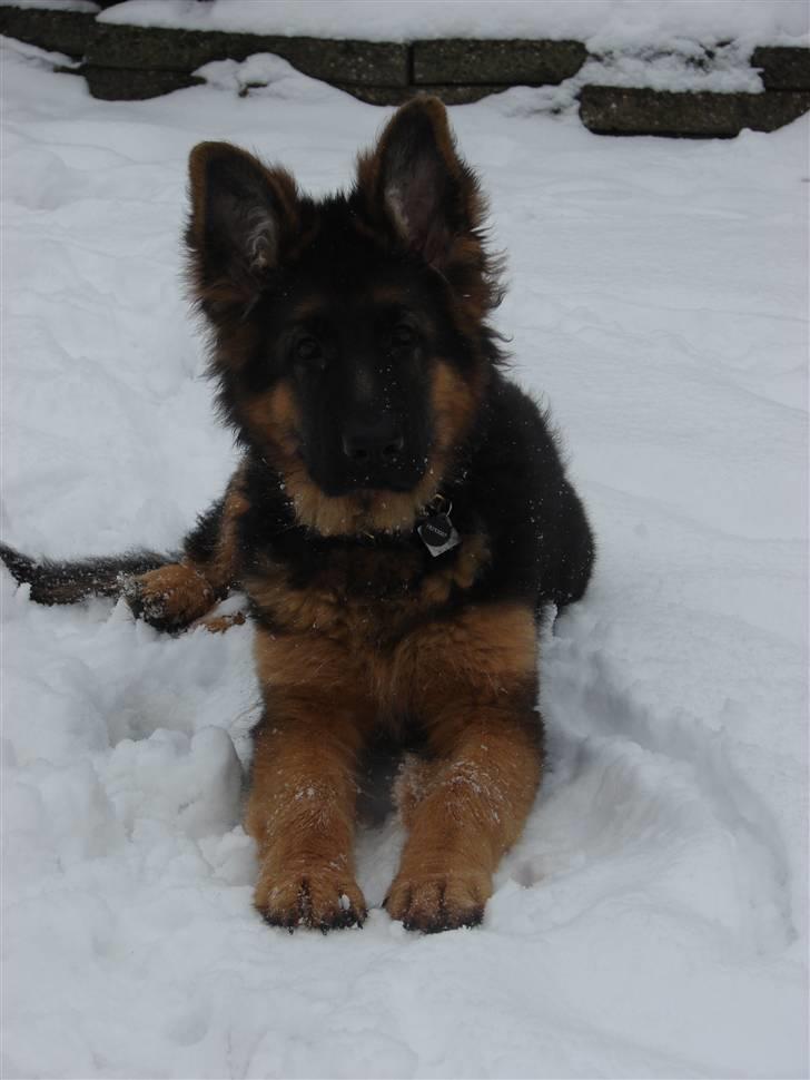 Schæferhund Thomsebo Yonas AFLIVET. - Bailey i sneen. billede 1