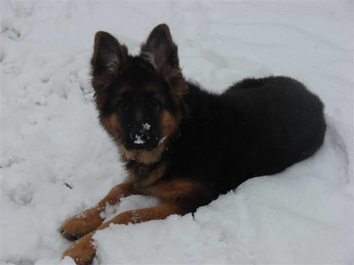 Schæferhund Thomsebo Yonas AFLIVET. - I sneen. billede 2