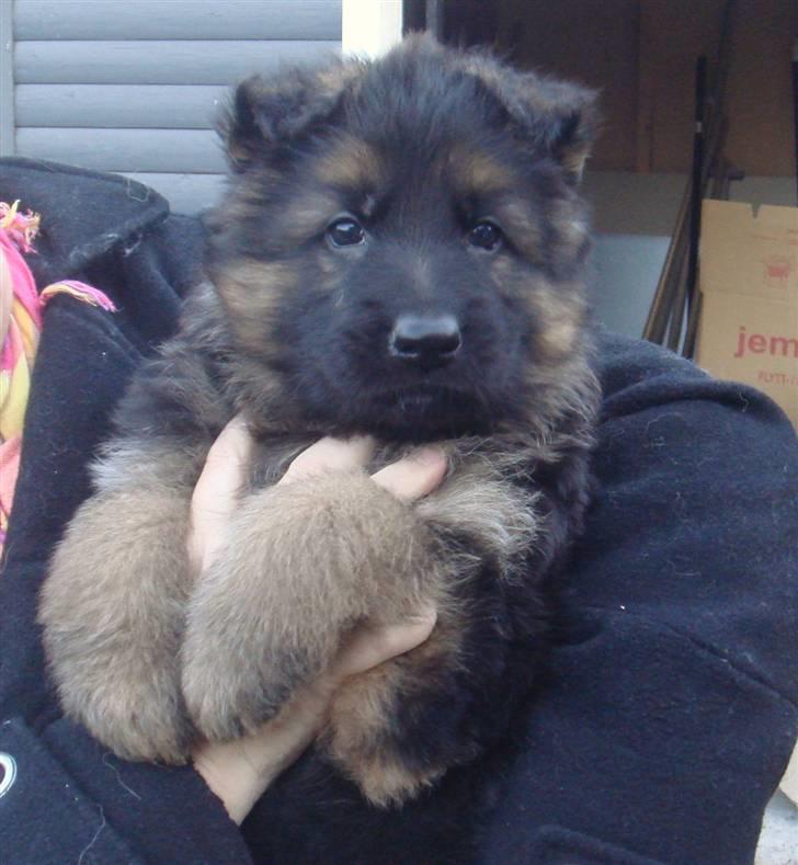 Schæferhund Thomsebo Yonas AFLIVET. - Bailey som hvalp. billede 3