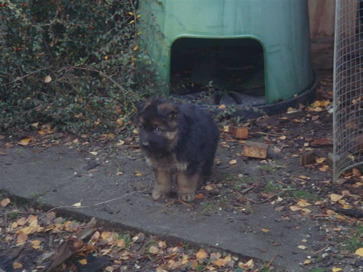 Schæferhund Thomsebo Yonas AFLIVET. - Da vi var op og kigge på ham. billede 4